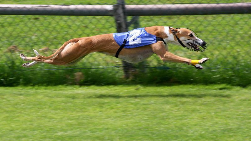 Italian Greyhound & Greyhound dog price range. Greyhounds for sale cost