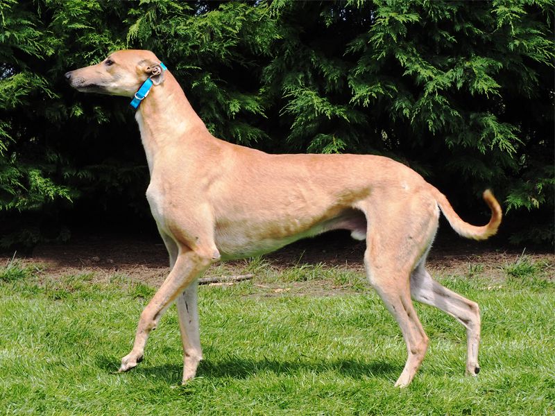 Italian Greyhound & Greyhound dog price range. Greyhound puppies cost