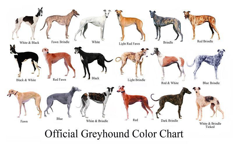 Italian Greyhound & Greyhound dog price range. Greyhounds for sale cost