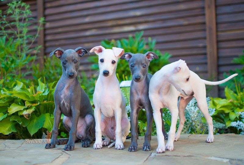 Italian Greyhound & Greyhound dog price range. Greyhounds for sale cost