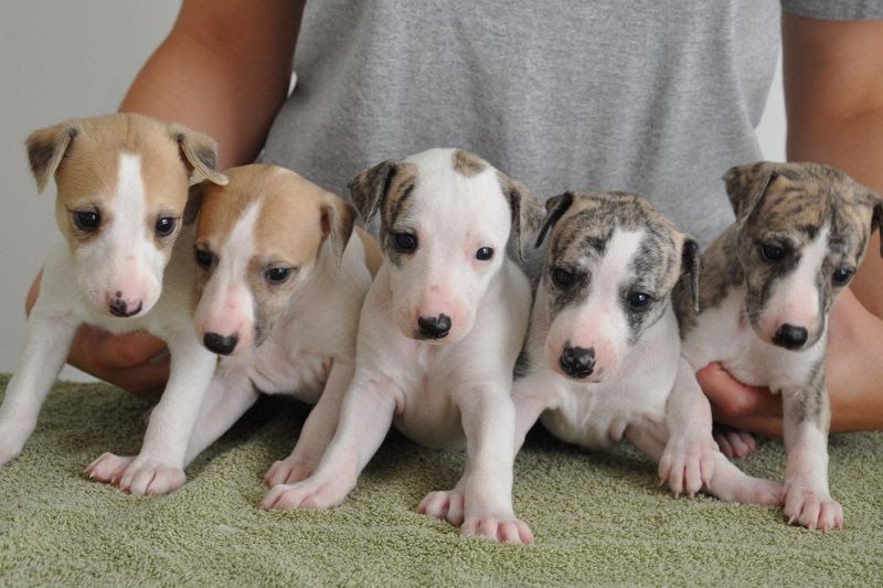 Italian Greyhound & Greyhound dog price range. Greyhounds for sale cost