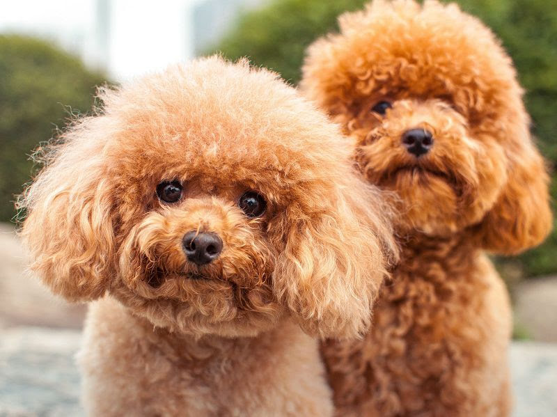 Hair care & Hygiene care for Poodles. How to take care of Poodle's coat? 