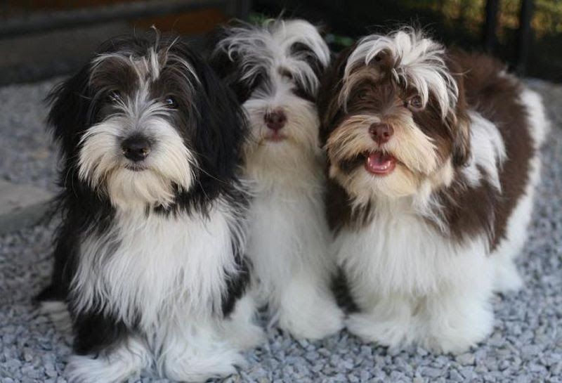 Havanese dog price range. Havanese puppies for sale cost & price list