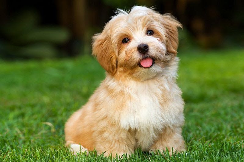 Havanese dog price range. Havanese puppies for sale cost & price list