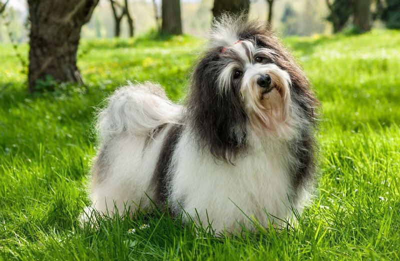 Havanese dog price range. Havanese puppies for sale cost & price list