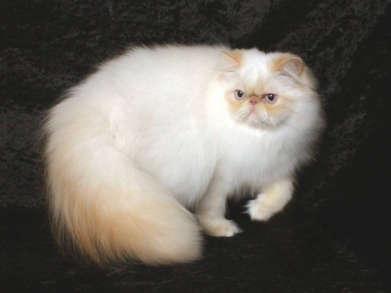 Himalayan cat price range. Himalayan for sale cost. Himalayan breeders