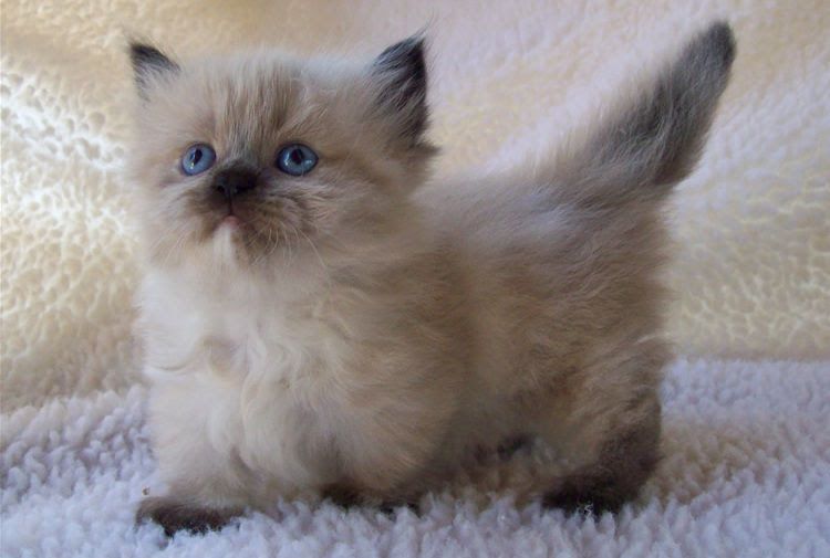 Himalayan cat price range. Himalayan for sale cost. Himalayan breeders