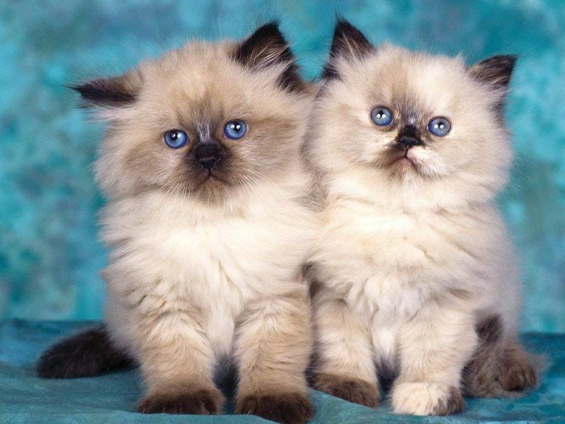 Himalayan cat price range. Himalayan for sale cost. Himalayan breeders