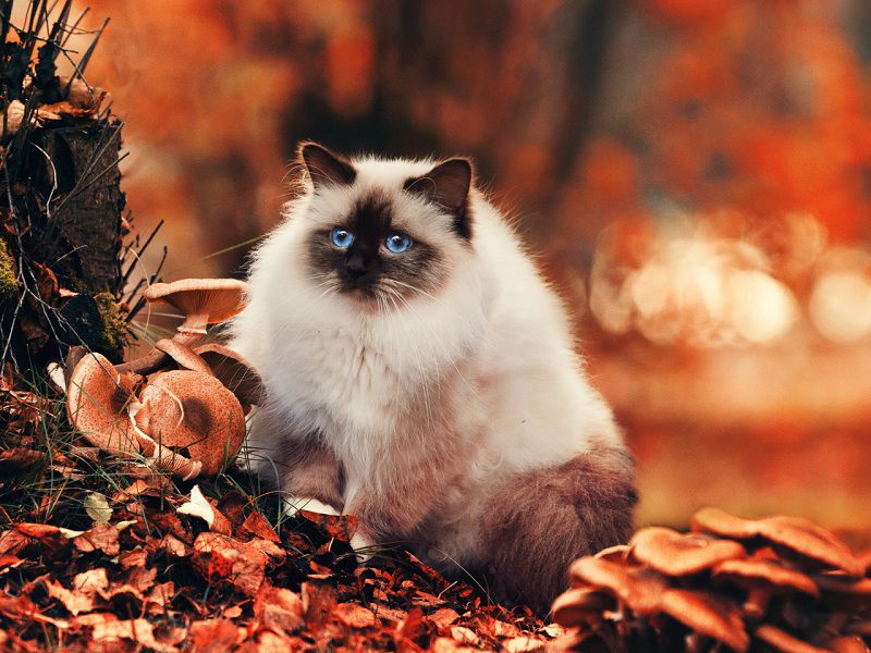 Himalayan cat price range. Himalayan for sale cost. Himalayan breeders