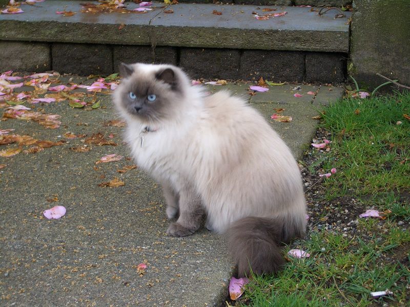 Himalayan cat price range. Himalayan for sale cost. Himalayan breeders