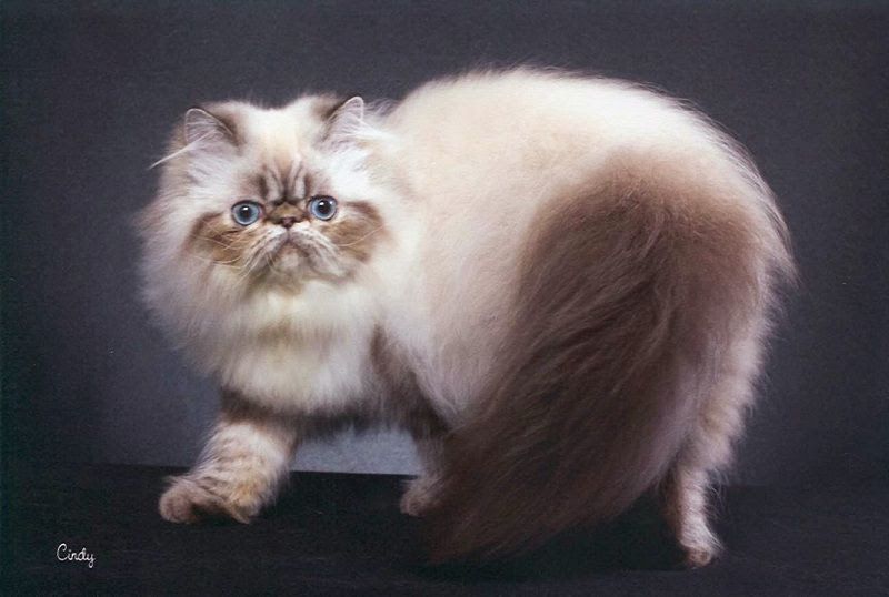 Himalayan cat price range. Himalayan for sale cost. Himalayan breeders