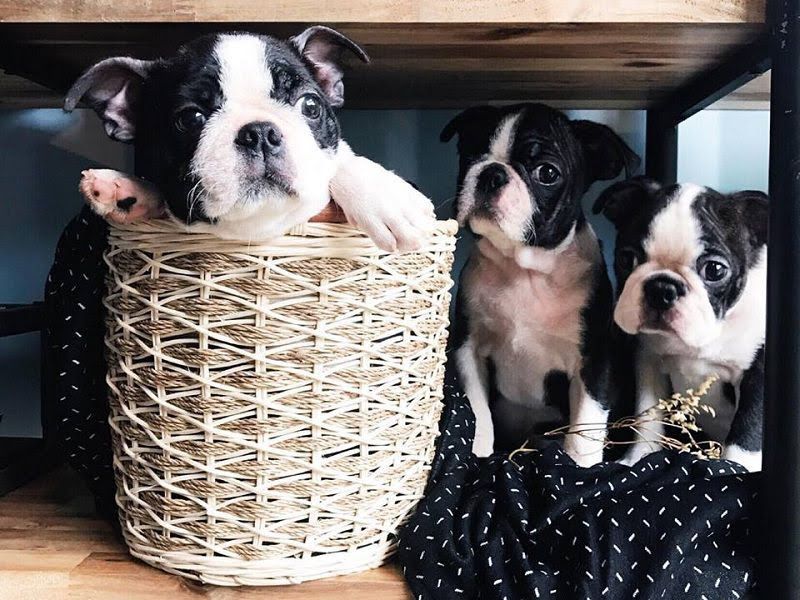 Boston Terrier price range. How much does a Boston Terrier cost?