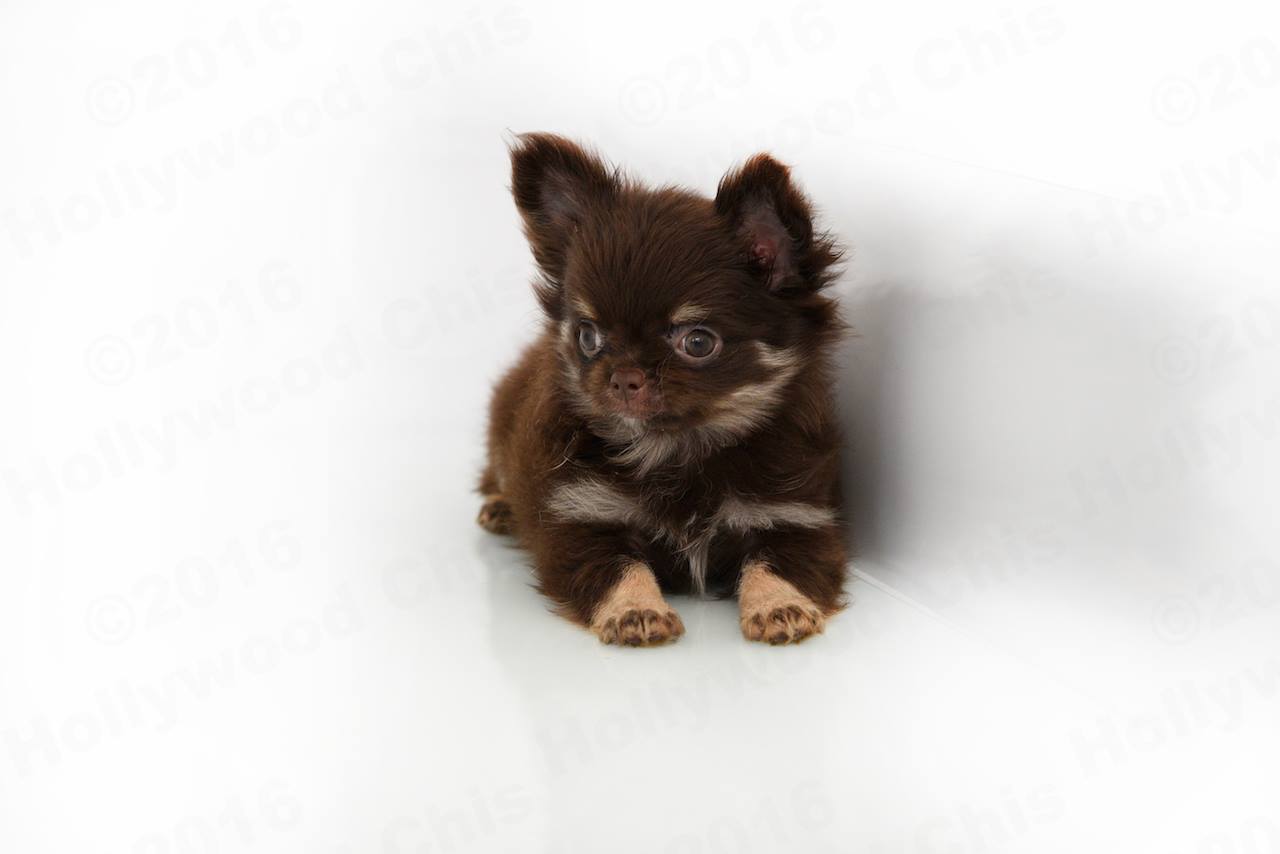 Hollywood Chis kennels - Chihuahua breeders in Florida. Chihuahua price in Florida