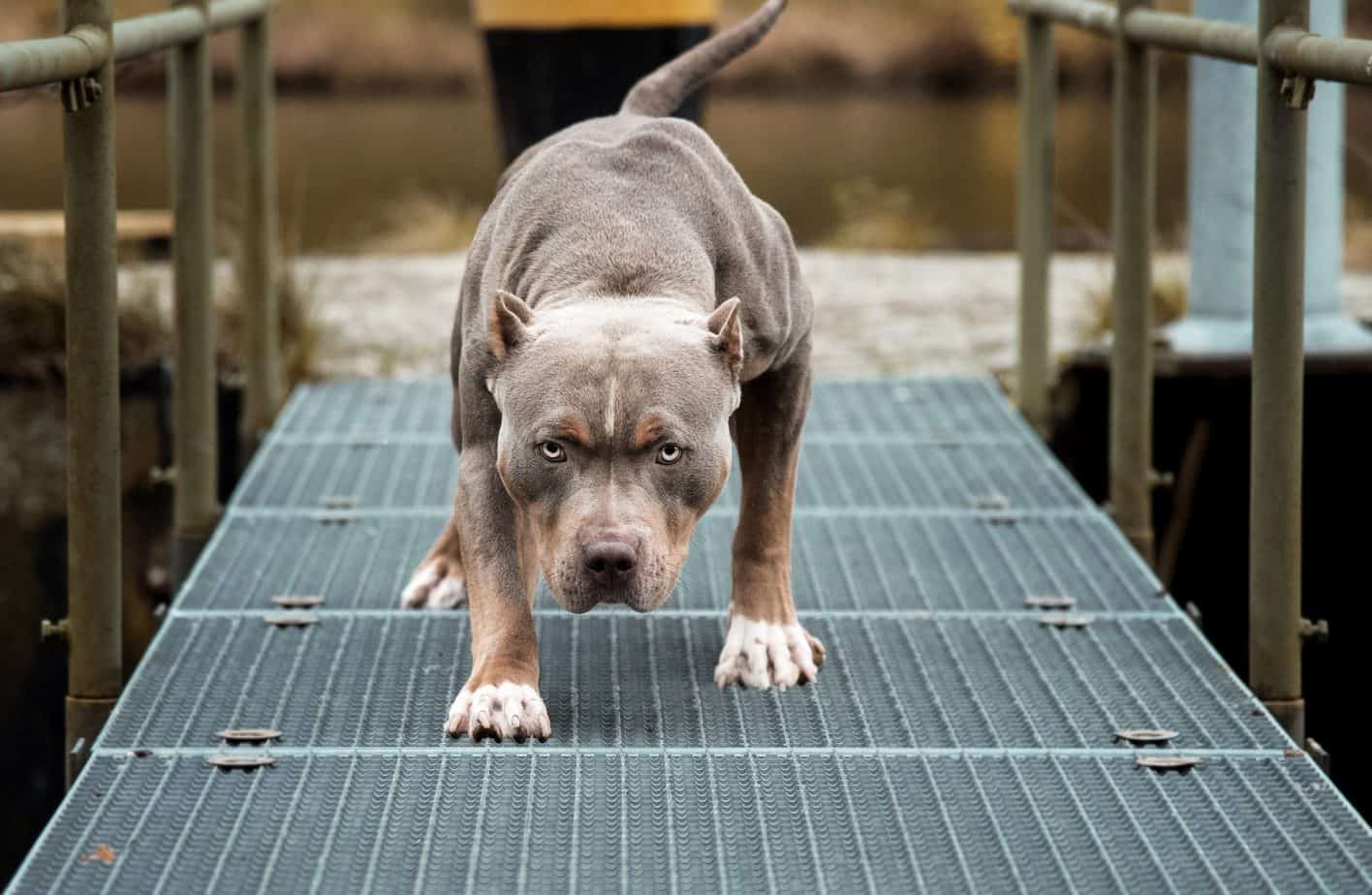 How Dangerous is the Pitbull Dog?