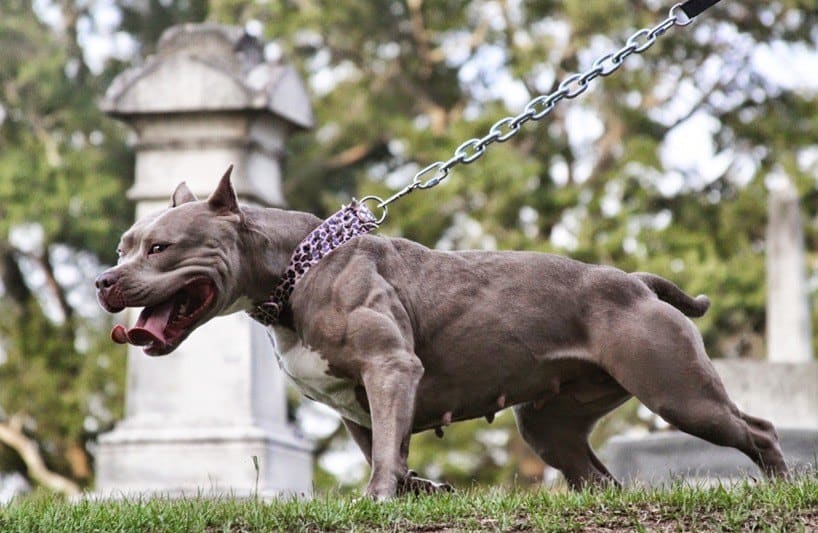 How Dangerous is the Pitbull Dog?