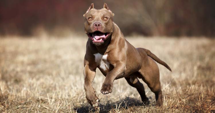 How Dangerous is the Pitbull Dog?