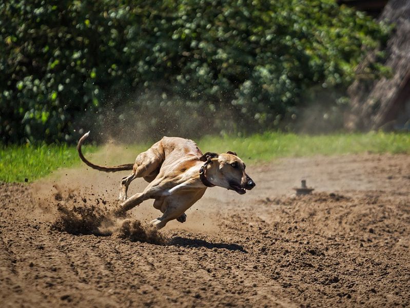How Fast Can A Dog Run? Which dog breeds are the fastest?