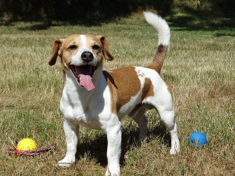 How Fast Can A Dog Run? Which dog breeds are the fastest?