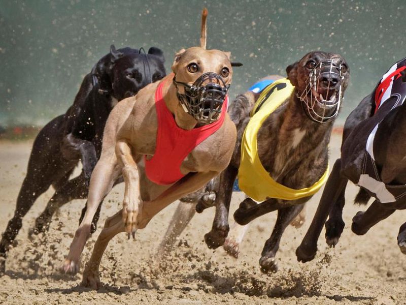 How Fast Can A Dog Run? Which dog breeds are the fastest?