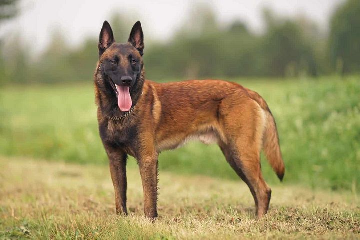How Much is a Belgian Malinois. Cost Factors for Belgian Malinois Puppies