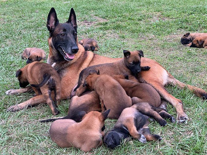 How Much is a Belgian Malinois. Cost Factors for Belgian Malinois Puppies