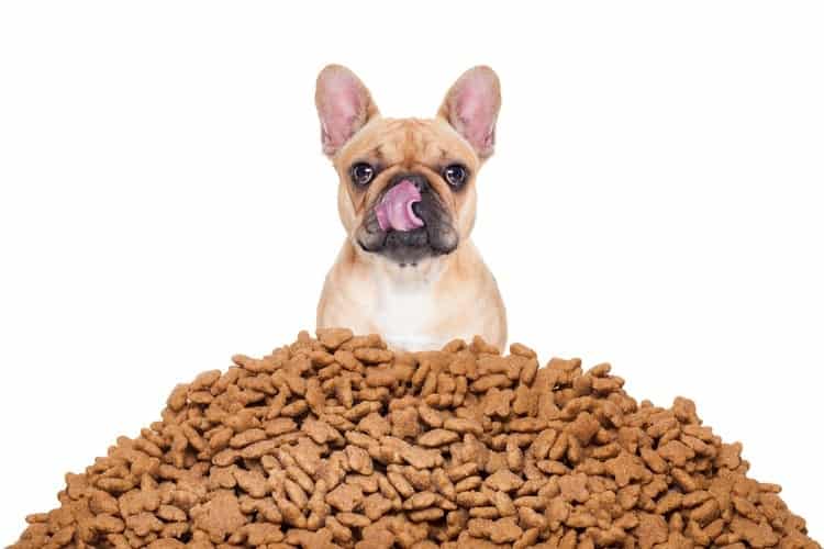 How Much Should I Feed My Dog? – Discuss the Amount