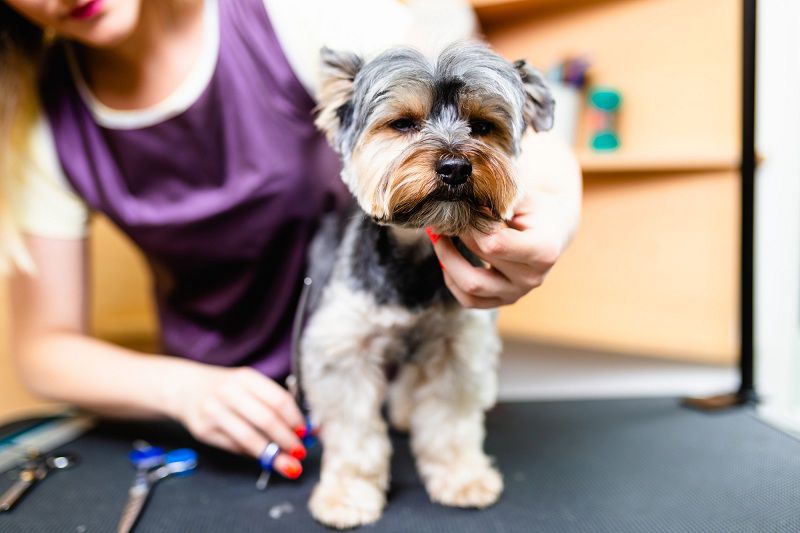 How Often Should Your Pet Pooch be Professionally Groomed?