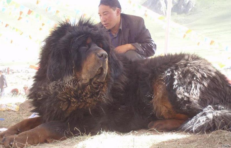 Tibetan Mastiff care. How to take care of Tibetan Mastiff puppies?