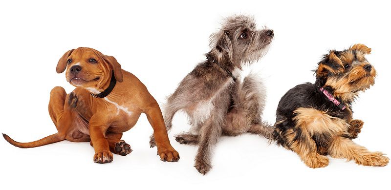 How To Choose The Best Flea Treatment For Your Dog