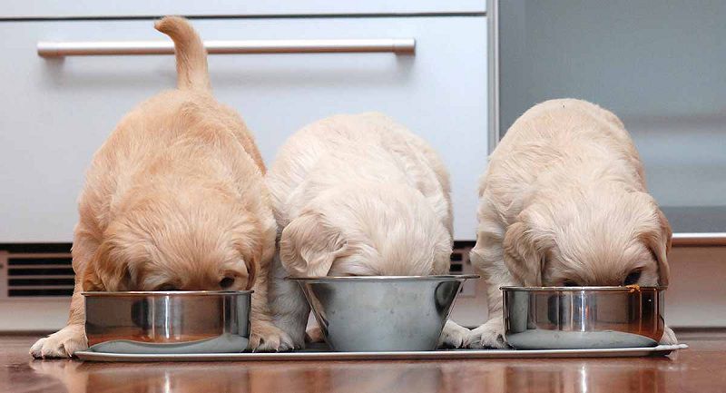 How to Choose the Best Puppy Food? The Best Food for Puppies