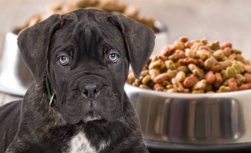 How to Choose the Best Puppy Food? The Best Food for Puppies