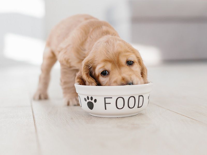 How to Choose the Best Puppy Food? The Best Food for Puppies