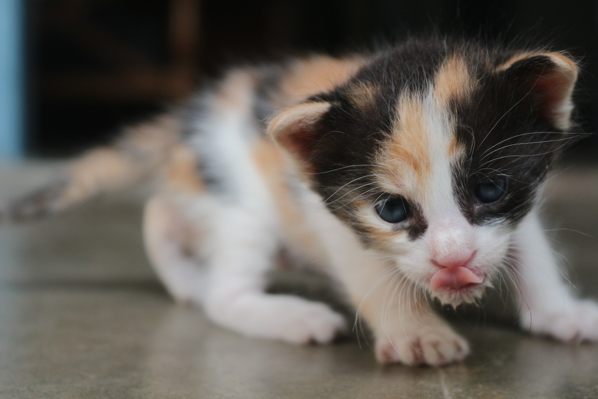 How To Choose The Right Kitten Food