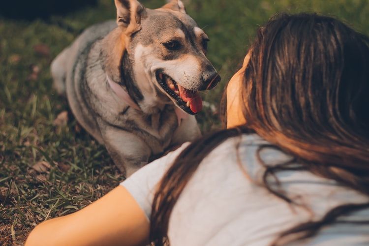 How to Find the Best CBD il for Your Pet