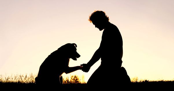 How To Help Someone Cope With Pet Loss?