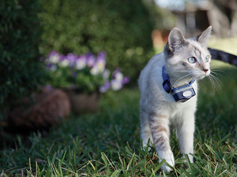 How to Keep an Outdoor Cat Safe 