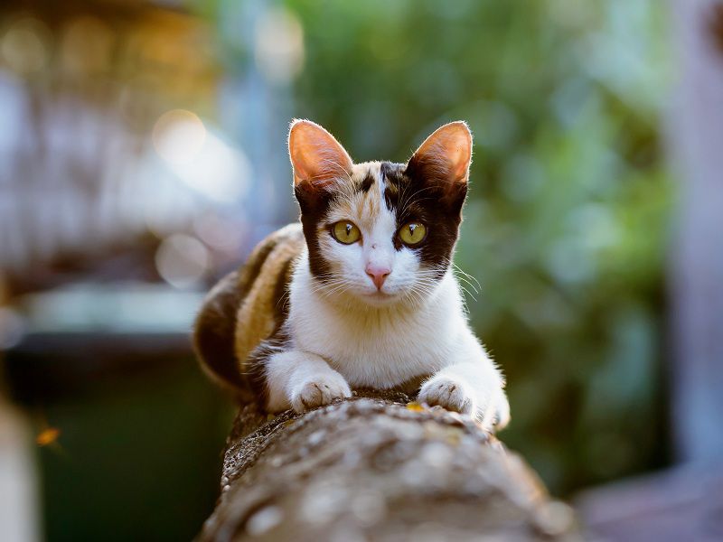How to Keep an Outdoor Cat Safe 