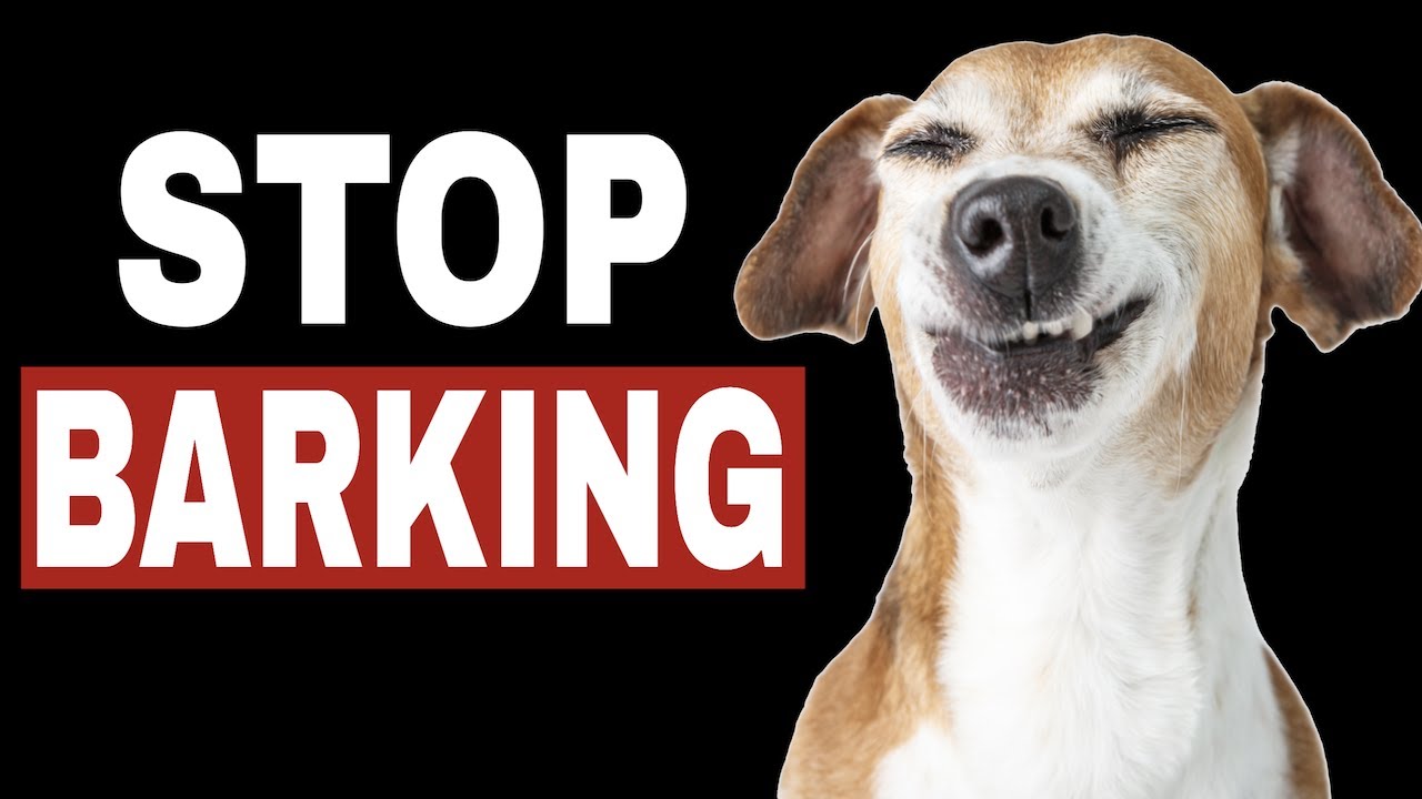 How to Stop a Dog From Barking The Most Effective Device!