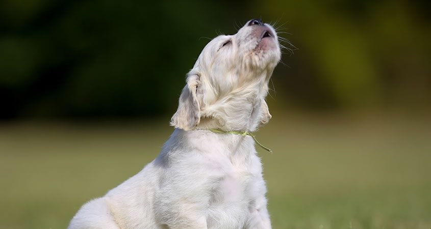 How to Stop a Dog From Barking The Most Effective Device!