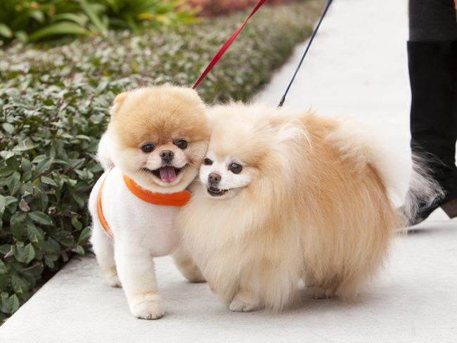 How to take care of a Pomeranian puppy? Pomeranian care guide 