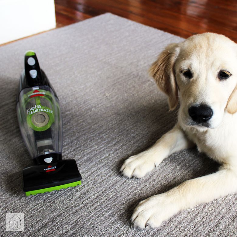 How to Vacuum Pet Hair: Things You Must Know 