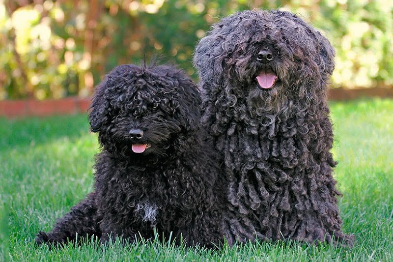 Hungarian Puli price range. Puli puppies cost? Where to find Puli puppies for sale?