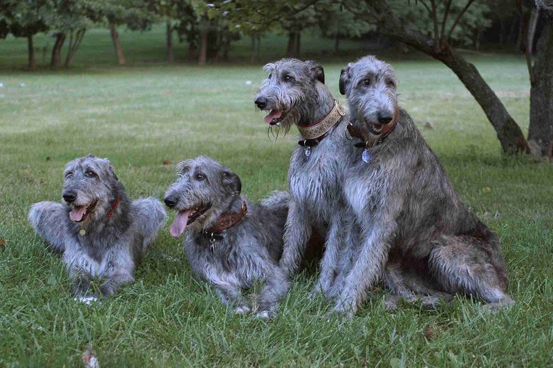 Irish Wolfhound for sale price range. How much do Irish Wolfhound cost?