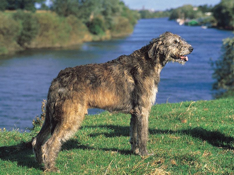 Irish Wolfhound for sale price range. How much do Irish Wolfhound cost?