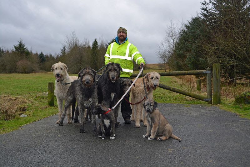 Irish Wolfhound for sale price range. How much do Irish Wolfhound cost?