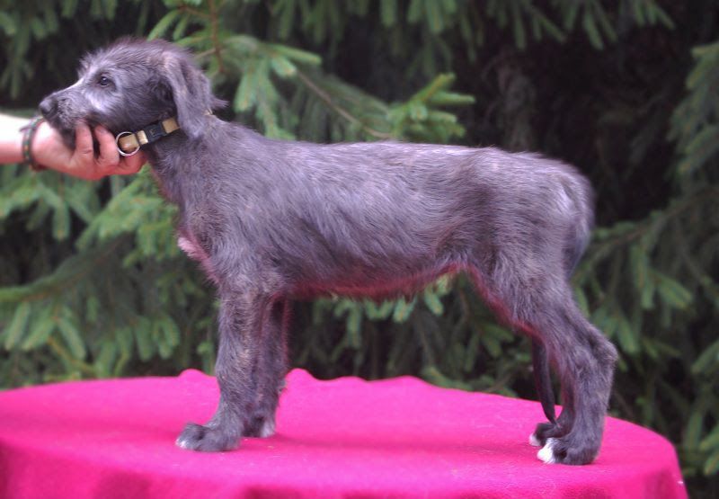 Irish Wolfhound for sale price range. How much do Irish Wolfhound cost?