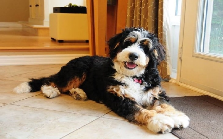 Is a Bernedoodle Hypoallergenic Dog?