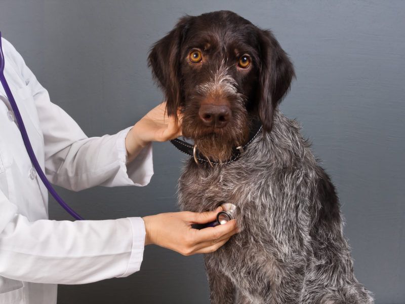 Is Dog Heartworm Life Threatening?