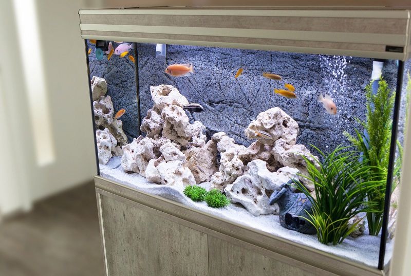 Is That Coral?! Setting Up a Killer Saltwater Aquarium