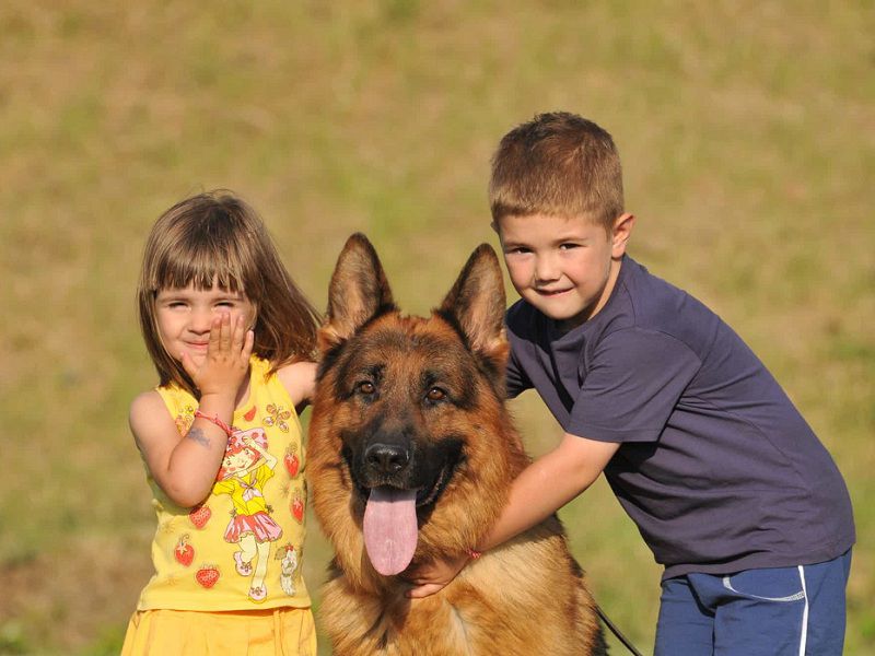  Is the German Shepherd a Good Family Dog?
